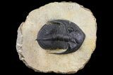 Bargain, Zlichovaspis Trilobite - Atchana, Morocco #138065-2
